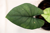 Alocasia regina "miri"